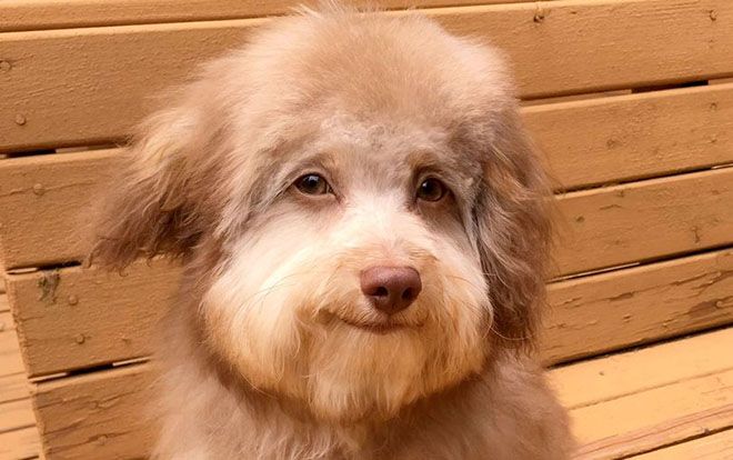 Chú chó lai nổi tiếng vì có gương mặt giống người