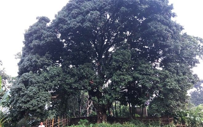 Kỳ bí 3 cây vải khổng lồ có từ thời ‘Đẻ đất đẻ nước’ giữa rừng Pù Luông