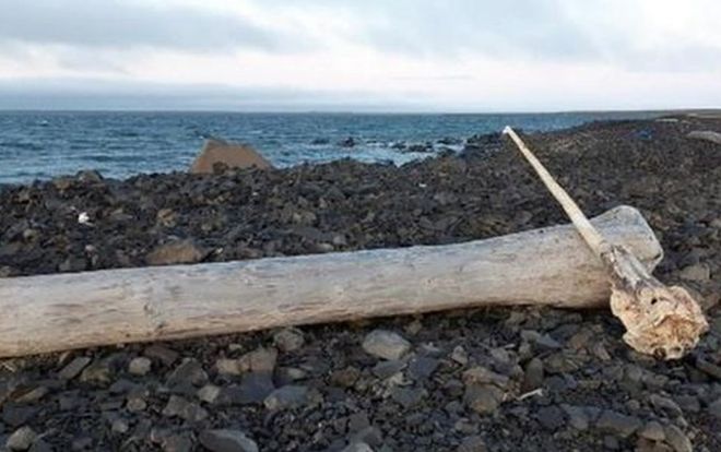 Phát hiện sừng kỳ lân biển dài hơn một cơ thể người dạt vào bờ