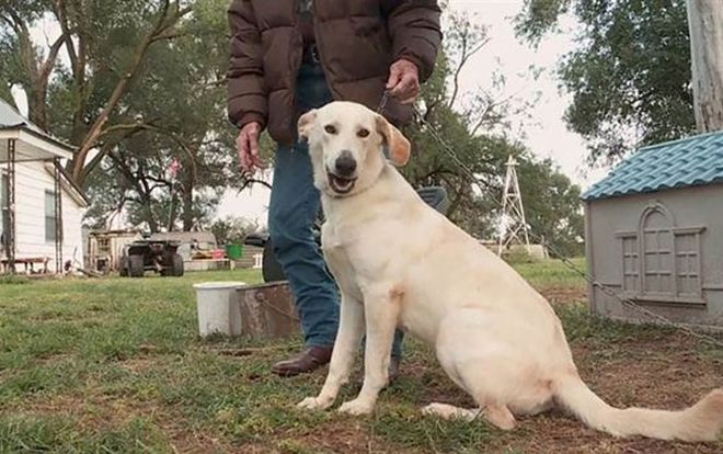 Chó vô tình bắn vào chân người phụ nữ