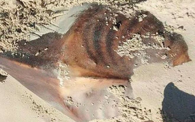 'Đứng hình' trước sinh vật kỳ dị trên bãi biển gây xôn xao