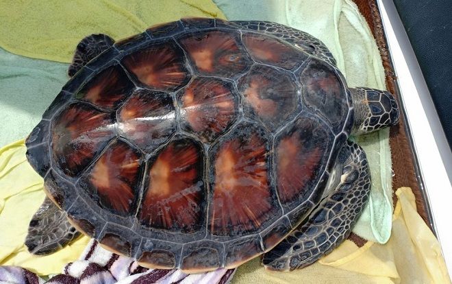 Thả một cá thể rùa biển quý hiếm về môi trường tự nhiên