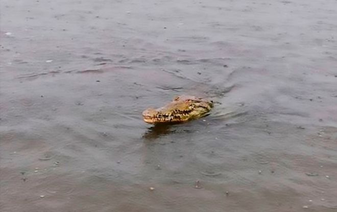 Vài người đàn ông tay không 'vật' cá sấu mò vào bờ biển