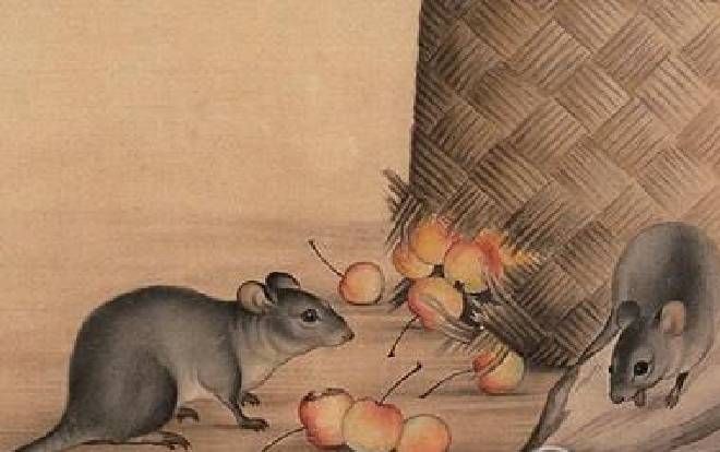 Tuổi Tý hợp màu gì?