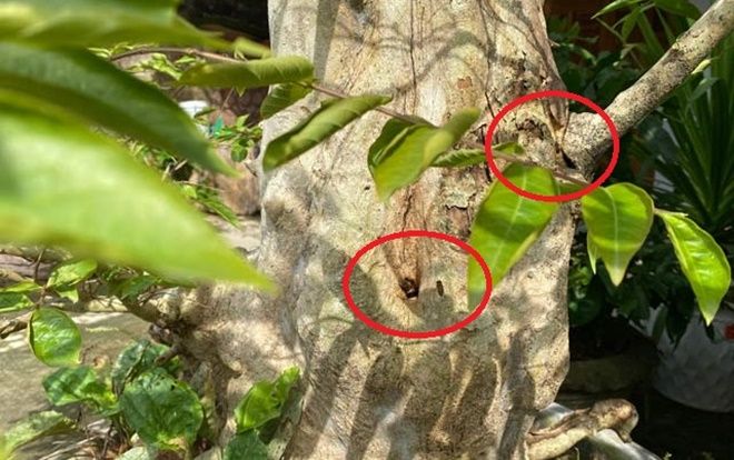 Quảng Ngãi: Độc đáo đàn ong rú khoét ruột cây cảnh bé tẹo để làm tổ