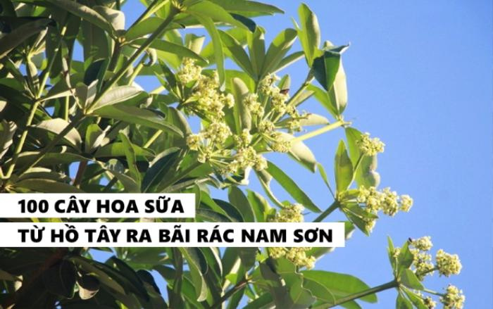 Gần 100 cây hoa sữa di cư từ Hồ Tây ra bãi rác Nam Sơn đã đâm chồi nảy lộc, bung hoa ‘khử’ mùi hôi thối