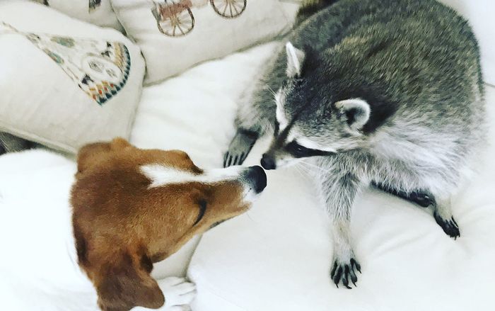 Pumpkin The Raccoon, nàng gấu mèo nổi tiếng đình đám trên Instagram vừa qua đời