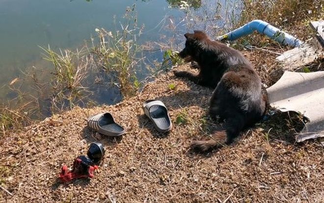 Chó trung thành đợi mãi bên bờ ao khi chủ trượt chân chết đuối