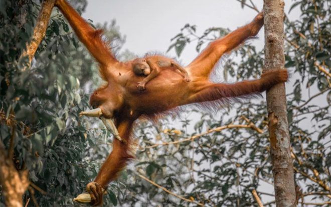 Bé đười ươi 3 tháng bám dính lấy mẹ khiến dân tình xuýt xoa vì quá đáng yêu