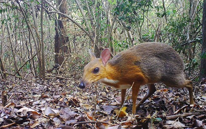 Cheo cheo Việt Nam gây xôn xao khi lần đầu lộ diện sau 30 năm 'tuyệt chủng'