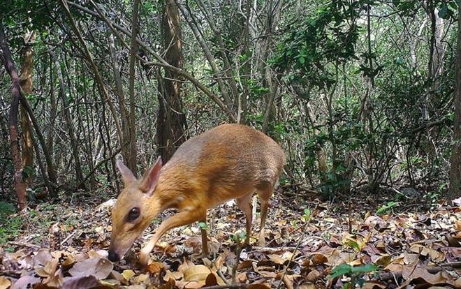 Hành trình tìm ra cheo cheo quý nghi đã tuyệt chủng 30 năm tại Việt Nam