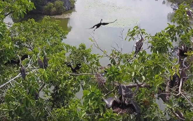 Phát hiện đàn chim cổ rắn quý hiếm tại Đồng Nai