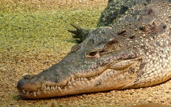 Kiểm lâm thoát chết trước hàm cá sấu khi chọc mù mắt con vật