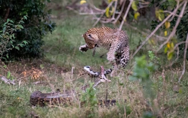 Cả gan đụng đến báo hoa mai đang săn mồi, con trăn bị 'vả' đến vỡ đầu