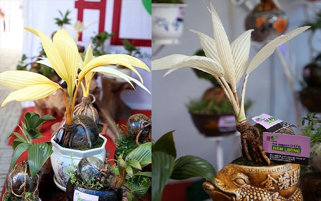 Cận cảnh những cây dừa hình dáng kỳ lạ ở Lễ hội dừa Bến Tre