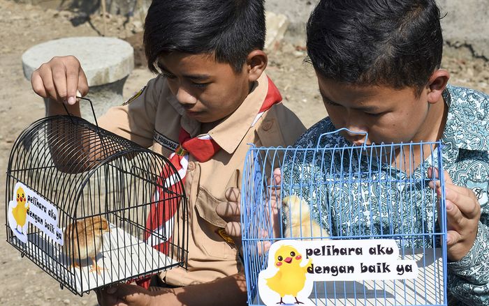 Trẻ em tại Indonesia được tặng gà để hạn chế sử dụng điện thoại