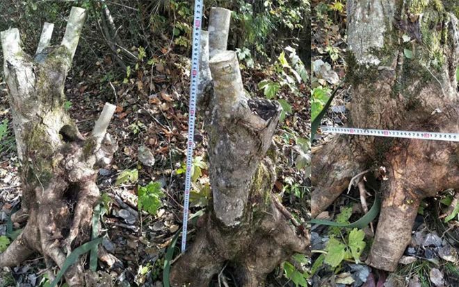 Sự thật giấu kín về gốc cây như củi khô trả 160 triệu không bán