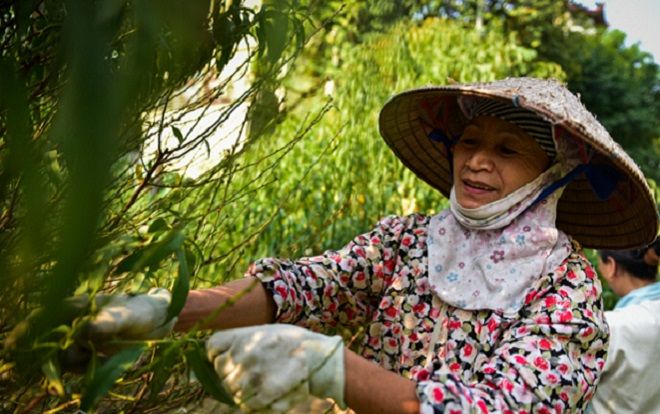 Nông dân Nhật Tân tất bật chăm đào tuốt lá đón Tết 2020
