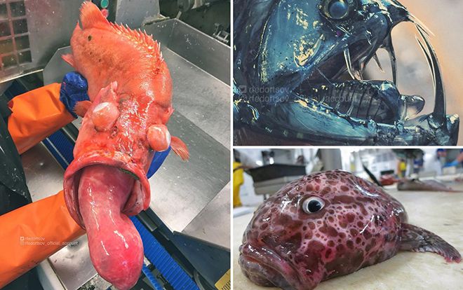 Choáng với bộ sưu tập cá 'ngoài hành tinh' siêu dị đến 'khiếp vía'