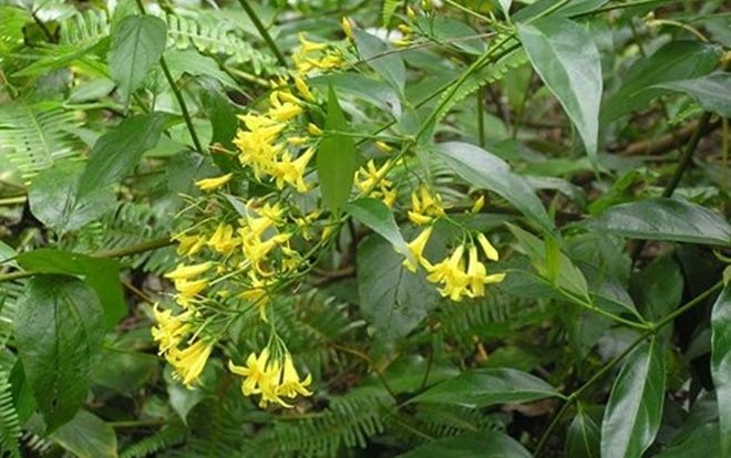 Giận chồng, vợ lên rừng tìm lá ngón tự tử