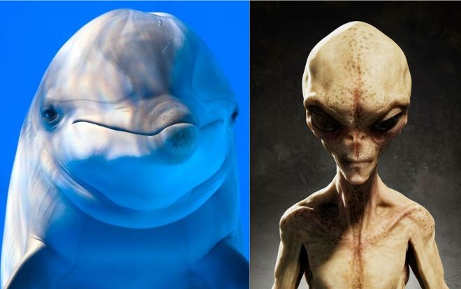 NASA thực hiện thí nghiệm với cá heo là để nói chuyện với người ngoài hành tinh?