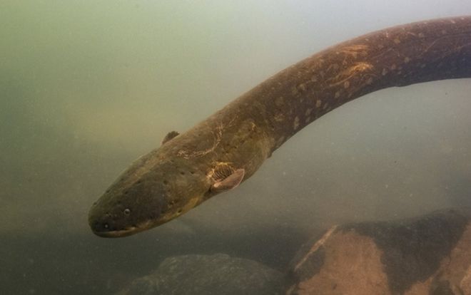 Lươn điện thắp sáng cây Giáng sinh ở Mỹ