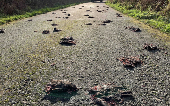 Bí ẩn hàng trăm chim sáo đá đột ngột rơi từ trên trời xuống chết la liệt ở đường