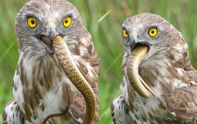 Đại bàng chân ngắn ngậm chặt rắn hổ mang trước khi xơi ngấu nghiến