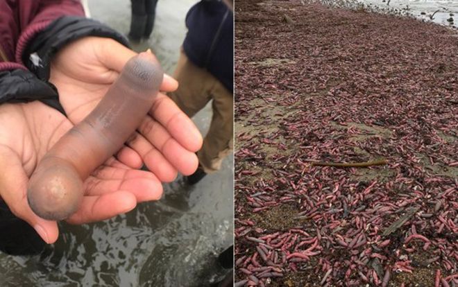 Hàng nghìn cá dương vật dạt vào bờ biển sau cơn bão lớn