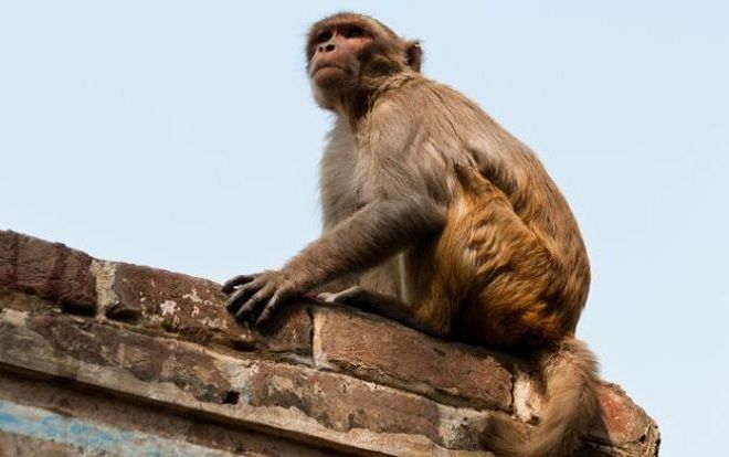 Khỉ săm soi rồi tấn công người đeo kính