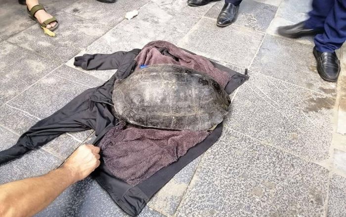 Người đàn ông bắt được con rùa nặng hơn 10kg dưới hồ Gươm