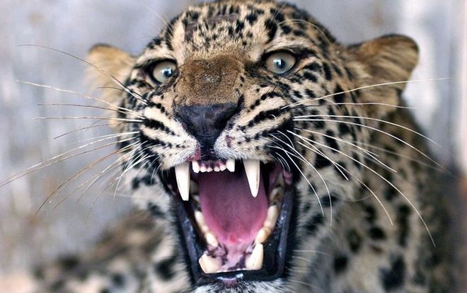 Báo tấn công, ăn thịt bé trai 5 tuổi bỏ xác ngoài cánh đồng mía