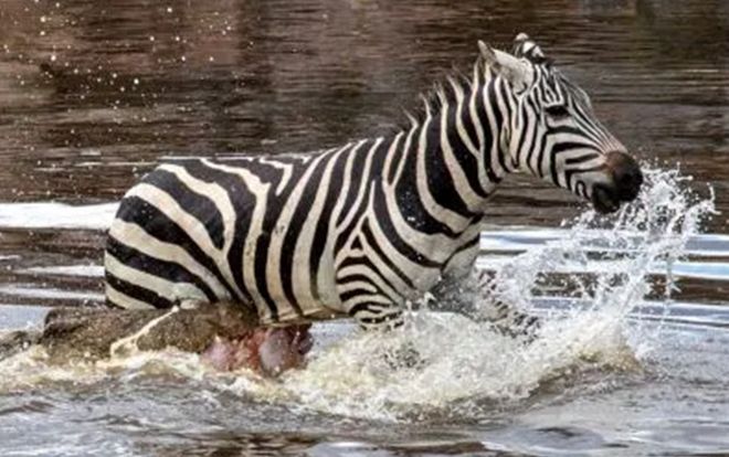 Ngựa vằn bỏ chạy tới gục chết khi bị cá sấu xé toạc