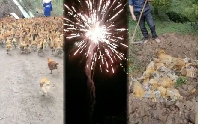 Gần 250 con gà lăn đùng ra chết nghi do tiếng pháo hoa