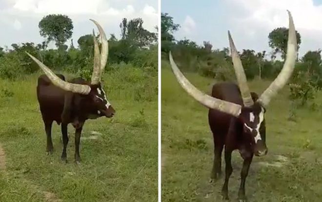 Con bò có ba sừng gây tranh cãi 'nảy lửa' trên mạng xã hội