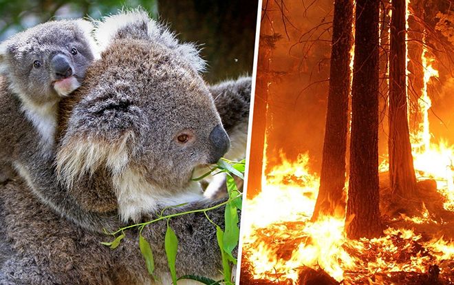 Cháy rừng dữ dội ở Australia, quần thể gấu koala và nhiều loài động vật quý hiếm đối mặt nguy cơ tuyệt chủng