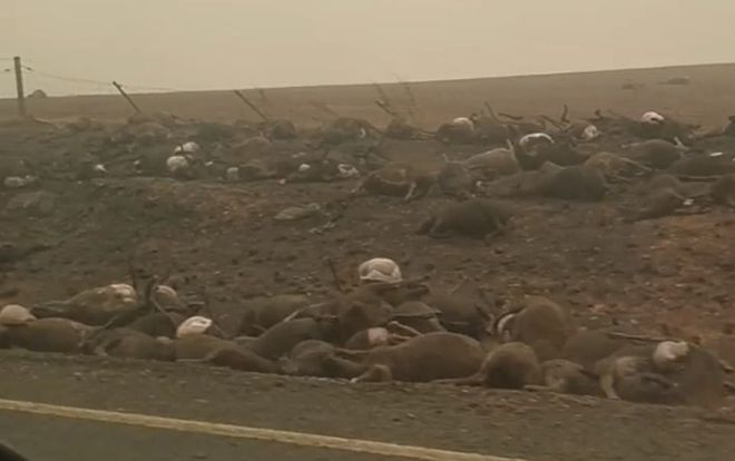 Xót xa cảnh hàng trăm xác động vật la liệt giữa bãi tro tàn cháy rừng ở Australia