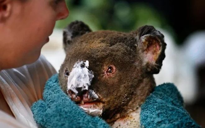 Đau xót trước cảnh các loài vật 'bị nấu chín tới chết' trong thảm họa cháy rừng ở Australia