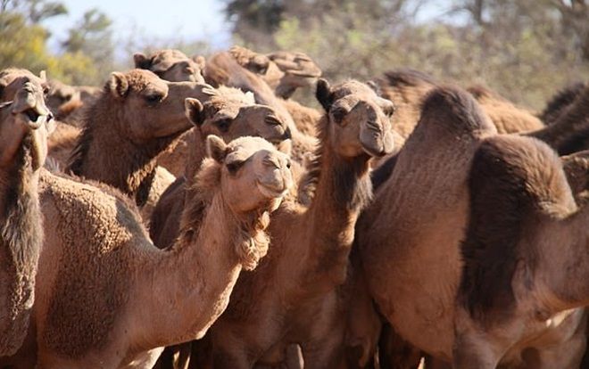 Australia bắn chết hơn 10.000 con lạc đà từ trực thăng vì uống quá nhiều nước
