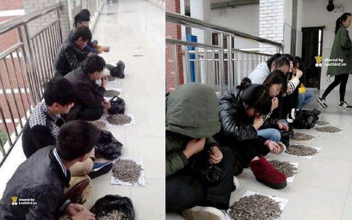 Bắt quả tang Sinh viên cắn trộm hạt hướng dương trong lớp, thầy giáo mua thêm 50kg phạt ăn bằng hết