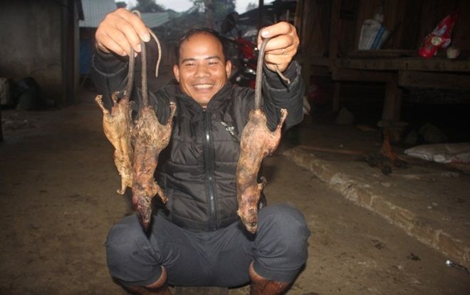 Lên cổng trời Ngọc Linh săn 'chuột quý tộc'