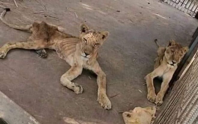 Xót xa bầy sư tử gầy trơ xương trong sở thú