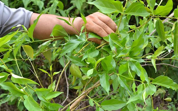 Mâu thuẫn gia đình, 2 người đàn ông ăn lá ngón tự tử ngày 29 Tết