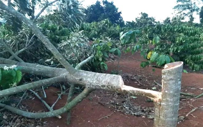 Xót xa cảnh vườn sầu riêng của một nông dân Đắk Lắk bị chặt phá ngày Tết