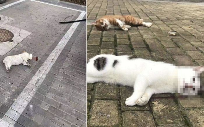 Hàng loạt thú cưng ở Trung Quốc chết oan vì tin đồn lây nhiễm virus corona