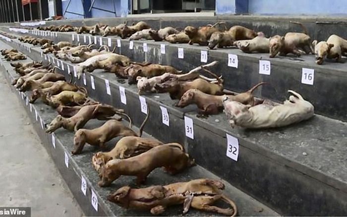 Trung Quốc thu giữ xác hàng trăm động vật hoang dã giữa dịch virus corona