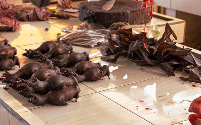 Kinh hãi chợ thú ở Indonesia vẫn bày bán thịt dơi giữa 'bão' virus corona