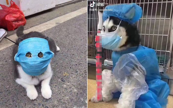 Thú cưng đeo khẩu trang phòng virus corona: Đang lo sợ dịch cũng phải phì cười vì đáng yêu hết nấc