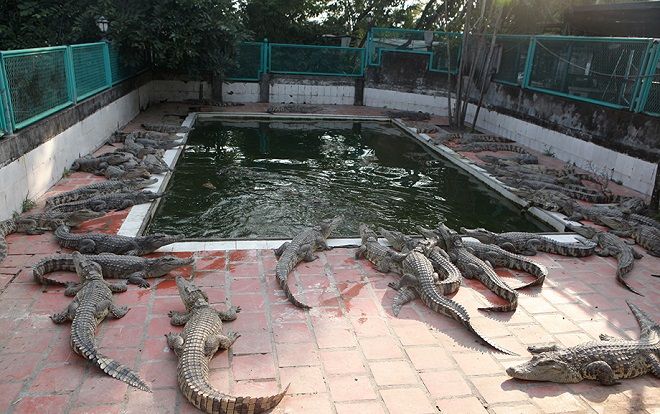 Cận cảnh đàn cá sấu 'khủng' nhất miền Bắc của 'vua cá sấu'