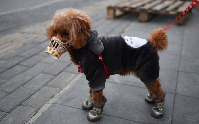 Chủ nhiễm bệnh, cún cưng ở Hong Kong cũng bị lây COVID-19